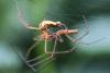 Tetragnatha sp.